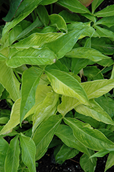 Dragon Tails Green Dragon (Pinellia tripartita 'Dragon Tails') at Lakeshore Garden Centres