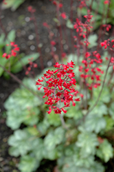Lipstick Coral Bells (Heuchera 'Lipstick') at Lakeshore Garden Centres
