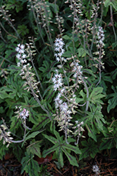 Oregon Trail Foamflower (Tiarella 'Oregon Trail') at Lakeshore Garden Centres
