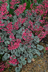 Rave On Coral Bells (Heuchera 'Rave On') at Lakeshore Garden Centres