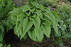 Jade Cascade Hosta (Hosta 'Jade Cascade') at Lakeshore Garden Centres