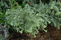 Ocean's Fury Painted Fern (Athyrium 'Ocean's Fury') at Lakeshore Garden Centres