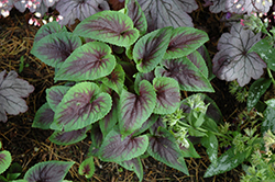 Heartthrob Violet (Viola 'Heartthrob') at Lakeshore Garden Centres