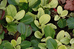 Lunar Glow Bergenia (Bergenia 'Lunar Glow') at Lakeshore Garden Centres