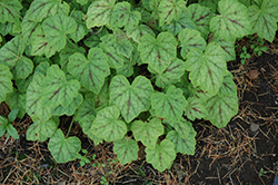 Glacier Falls Foamy Bells (Heucherella 'Glacier Falls') at Lakeshore Garden Centres