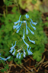 Blue Panda Corydalis (Corydalis flexuosa 'Blue Panda') at Lakeshore Garden Centres