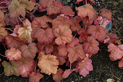 Southern Comfort Coral Bells (Heuchera 'Southern Comfort') at Lakeshore Garden Centres
