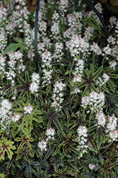 Cascade Creeper Foamflower (Tiarella 'Cascade Creeper') at Lakeshore Garden Centres