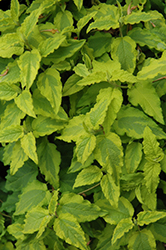 Little Miss Sunshine Rockrose (Cistus 'Dunnecis') at Lakeshore Garden Centres