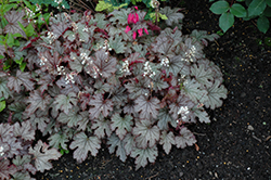 Cracked Ice Foamy Bells (Heucherella 'Cracked Ice') at Lakeshore Garden Centres