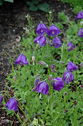 Jelly Bells Bellflower (Campanula 'Jelly Bells') at Lakeshore Garden Centres