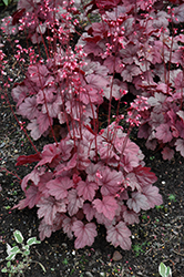 Grape Soda Coral Bells (Heuchera 'Grape Soda') at Peter Knippel Garden Centre