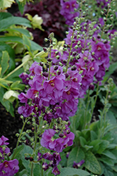 Sugar Plum Mullein (Verbascum 'Sugar Plum') at Lakeshore Garden Centres