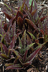 Dark Star Pineapple Lily (Eucomis 'Dark Star') at Lakeshore Garden Centres