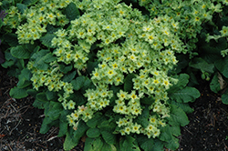 Green Lace Primrose (Primula 'Green Lace') at Lakeshore Garden Centres
