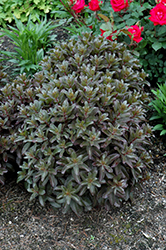 Orbit Bronze Stonecrop (Sedum 'Orbit Bronze') at Lakeshore Garden Centres