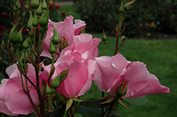 Dainty Bess Rose (Rosa 'Dainty Bess') at Lakeshore Garden Centres