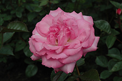Eliza Rose (Rosa 'Eliza') at Lakeshore Garden Centres