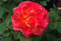 Mardi Gras Rose (Rosa 'Mardi Gras') at Lakeshore Garden Centres