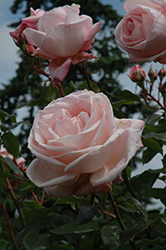 New Zealand Rose (Rosa 'MACgenev') at Lakeshore Garden Centres