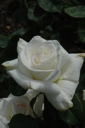 Secret's Out! Rose (Rosa 'Witharoma') at Lakeshore Garden Centres