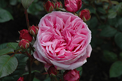 Bishop's Castle Rose (Rosa 'Ausbecks') at Lakeshore Garden Centres