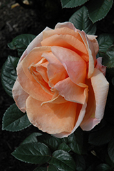 Abbaye De Cluny Rose (Rosa 'Abbaye De Cluny') at Lakeshore Garden Centres