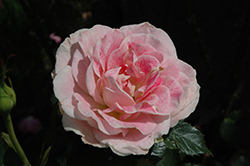 Gracie Allen Rose (Rosa 'WEKcryreg') at Lakeshore Garden Centres