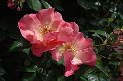 Summer Wine Rose (Rosa 'Summer Wine') at Lakeshore Garden Centres