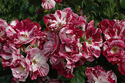 Purple Splash Rose (Rosa 'Purple Splash') at Lakeshore Garden Centres