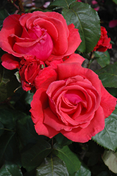 Ernest H. Morse Rose (Rosa 'Ernest H. Morse') at Lakeshore Garden Centres