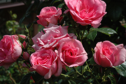 May Queen Rose (Rosa 'May Queen') at Lakeshore Garden Centres