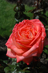 Octoberfest Rose (Rosa 'MAClanter') at Lakeshore Garden Centres