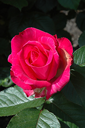 Crowd Pleaser Rose (Rosa 'WEKchrisg') at Lakeshore Garden Centres