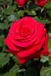 Let Freedom Ring Rose (Rosa 'Let Freedom Ring') at Lakeshore Garden Centres