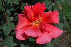 Grand Duchesse Charlotte Rose (Rosa 'Grand Duchesse Charlotte') at Lakeshore Garden Centres