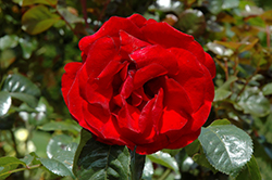 Preference Rose (Rosa 'Meibionel') at Lakeshore Garden Centres