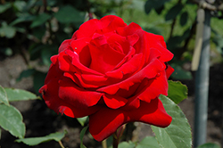 Opening Night Rose (Rosa 'Opening Night') at Lakeshore Garden Centres