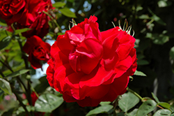Ramblin' Red Rose (Rosa 'Ramblin' Red') at Lakeshore Garden Centres