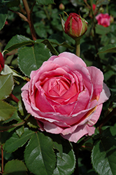 Princess Alexandra Of Kent Rose (Rosa 'Ausmerchant') at Lakeshore Garden Centres