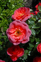 Smoke Rings Rose (Rosa 'WEKsaclaego') at Lakeshore Garden Centres