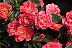 Party Lights Rose (Rosa 'Party Lights') at Lakeshore Garden Centres