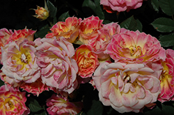 Tiddly Winks Rose (Rosa 'WEKglezneo') at Lakeshore Garden Centres