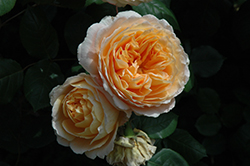 Crown Princess Margareta Rose (Rosa 'Crown Princess Margareta') at Lakeshore Garden Centres