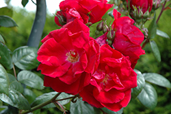 Winner's Choice Rose (Rosa 'JACmad') at Lakeshore Garden Centres