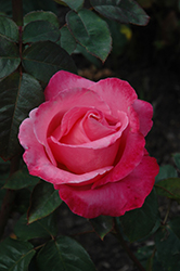 Marijke Koopman Rose (Rosa 'Marijke Koopman') at Lakeshore Garden Centres