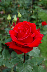 Veteran's Honor Rose (Rosa 'Veteran's Honor') at Lakeshore Garden Centres
