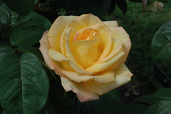 Gold Medal Rose (Rosa 'AROyqueli') at Lakeshore Garden Centres