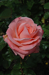 Sonia Rose (Rosa 'Sonia') at Lakeshore Garden Centres