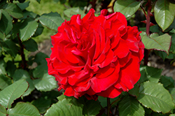 In The Mood Rose (Rosa 'WEKfrancoly') at Lakeshore Garden Centres